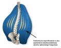 armedical_poduszka_ledzwiowa_ortopedyczna_odciazajaca.jpg